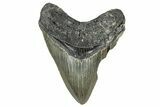 Serrated, Fossil Megalodon Tooth - North Carolina #336967-1